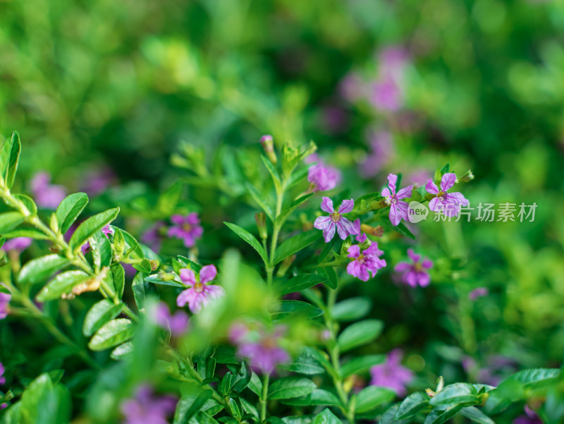 夏日小清新花草——萼距花