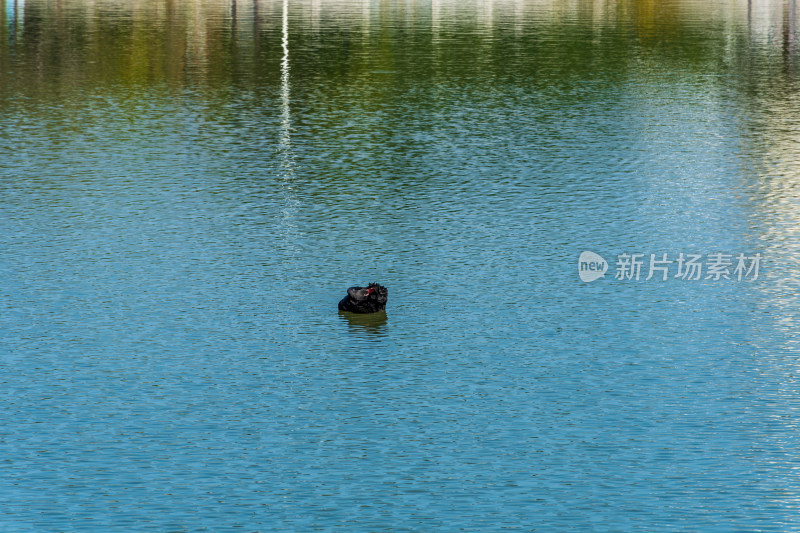 福州黎明湖黑天鹅