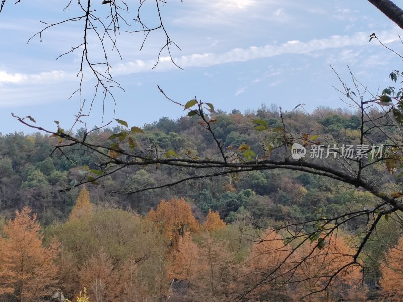 山林景观树枝前景自然之美