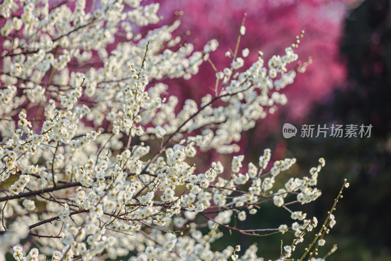 花开海上梅花节