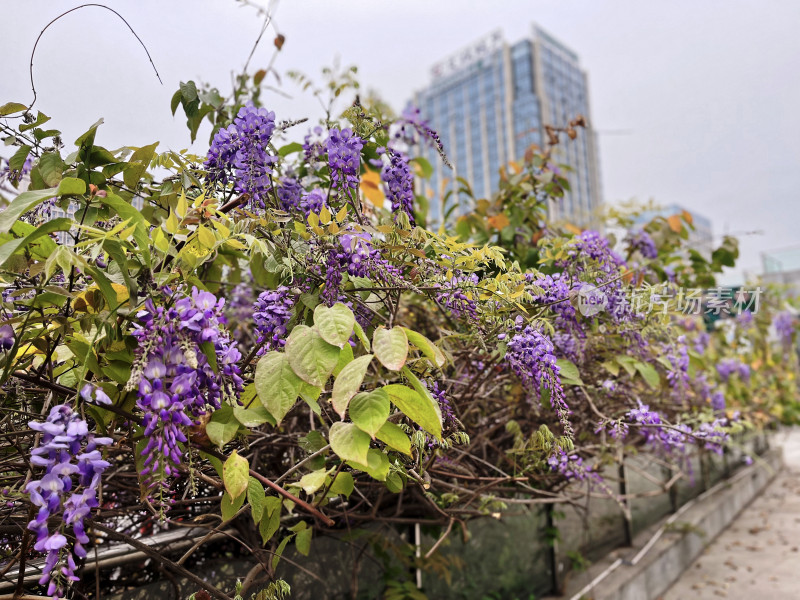 花园里的紫藤花