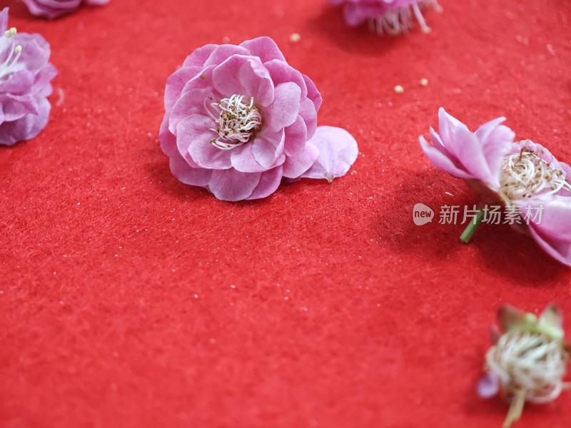 红色背景上的粉色花朵