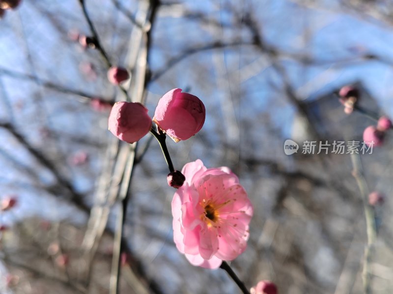 户外枝头盛开的粉色梅花近景特写