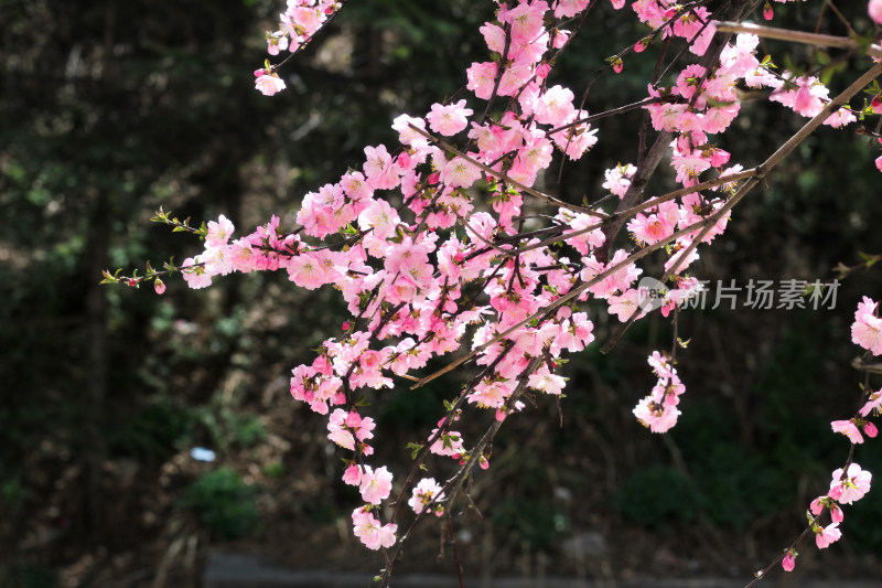 西宁塔尔寺开满梅花的枝条