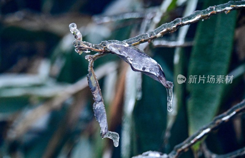 重庆酉阳：龙头山上冻雨“缀”美