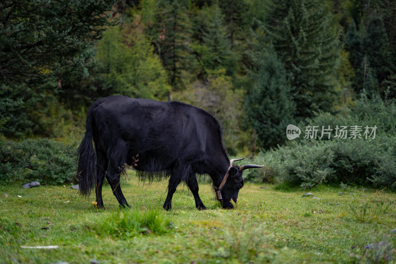 川西高原牦牛吃草