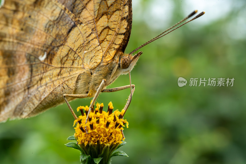 草丛中以花蜜为食的昆虫