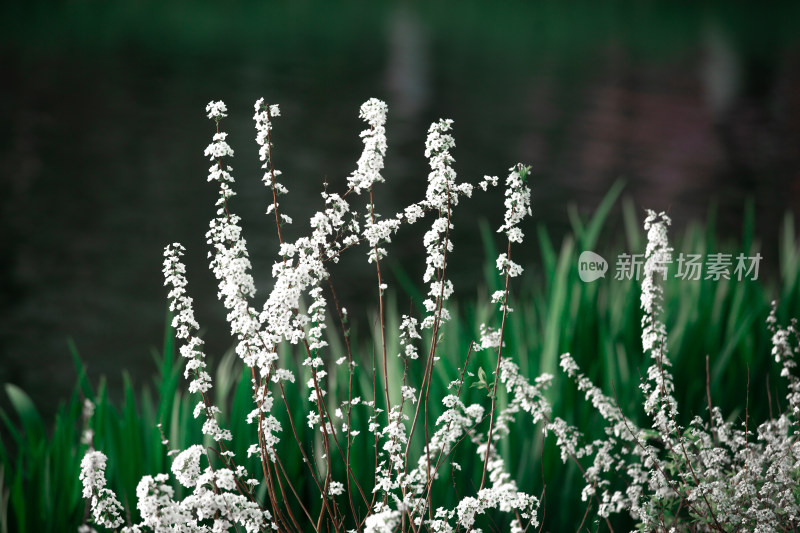 春天的花朵