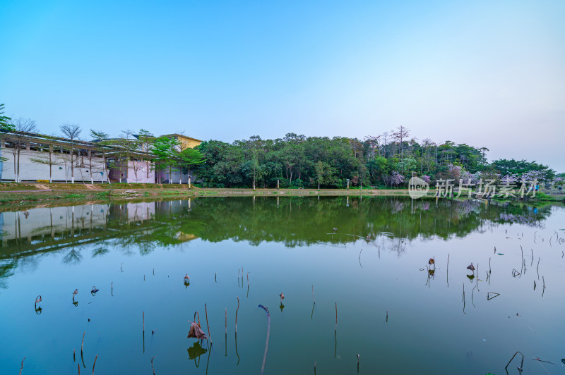 广州番禺大学城中心湖绿色树林湖景风光