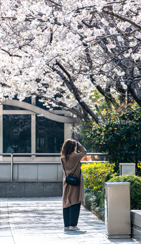 上海樱花季春天景观