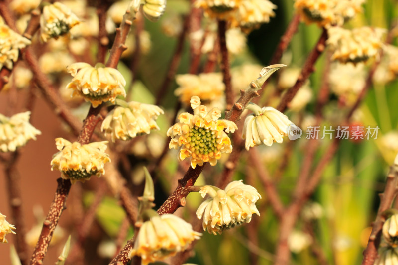 金黄的结香花花朵盛开