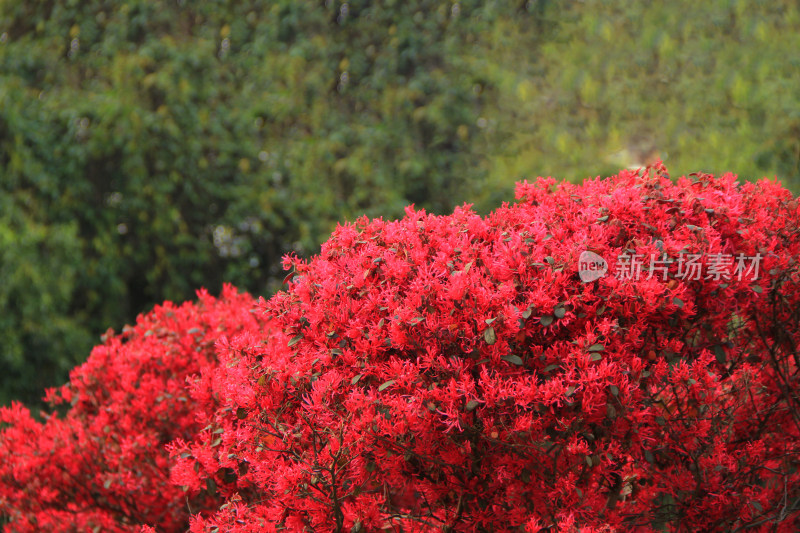 自然植物红色背景