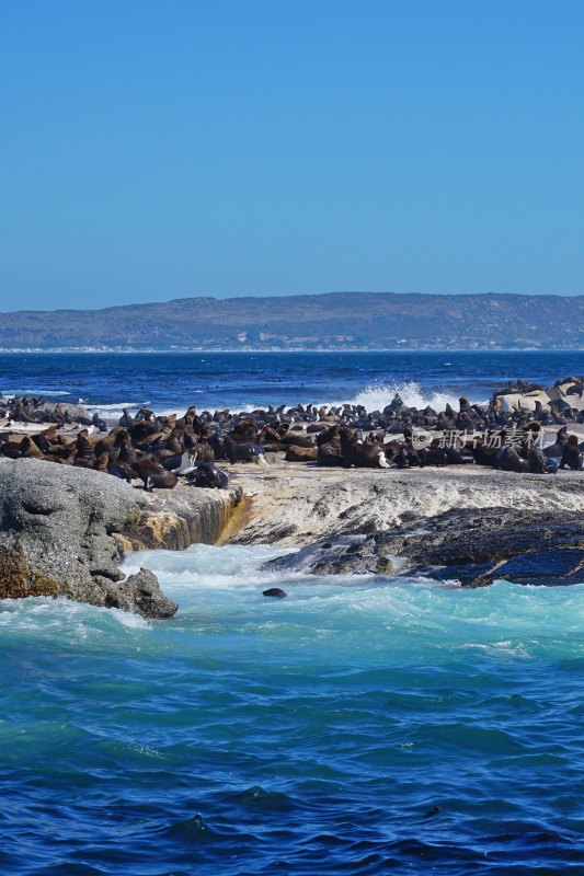 南非开普敦，海豹岛/德克岛，Duiker Island