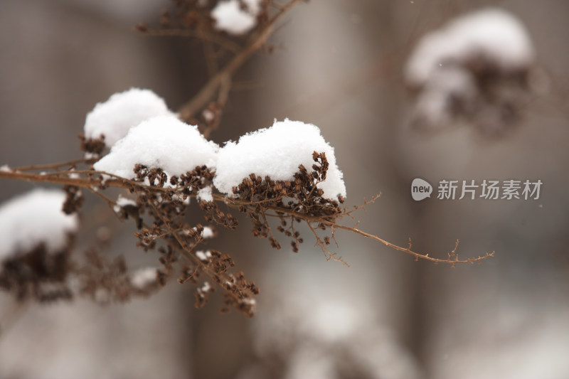 枯枝上的积雪特写