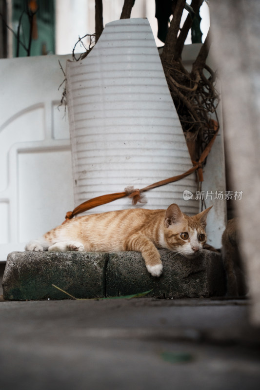 巷弄里的橘猫