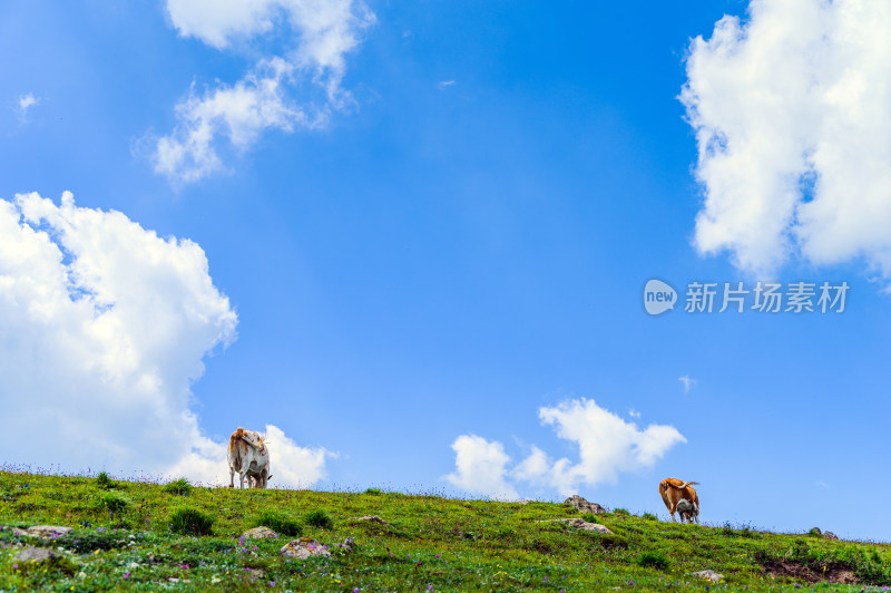 夏季蓝天白云绿色高山草甸牧场牛吃草