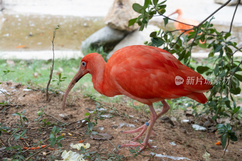 湖州龙之梦动物世界红鹮