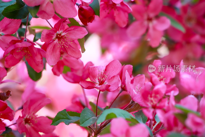 北京元大都春天的海棠花溪