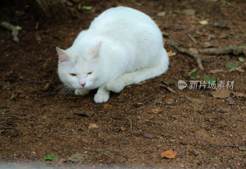 公园里一只白色的流浪猫正在觅食