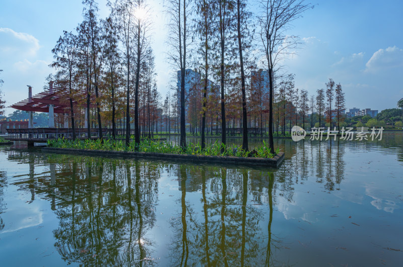 佛山千灯湖公园落羽杉红叶与城市湖泊风光