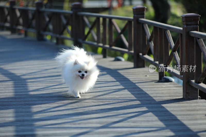 在栈道上奔跑的白色博美犬