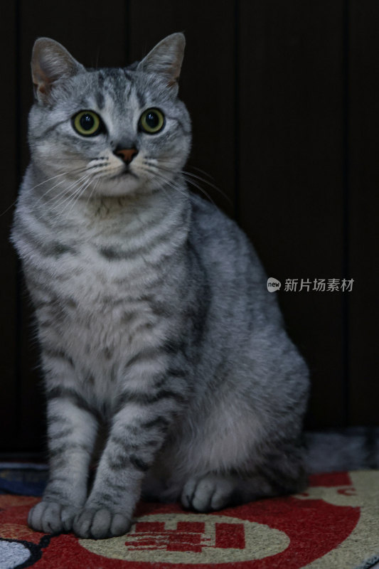 猫宠物动物