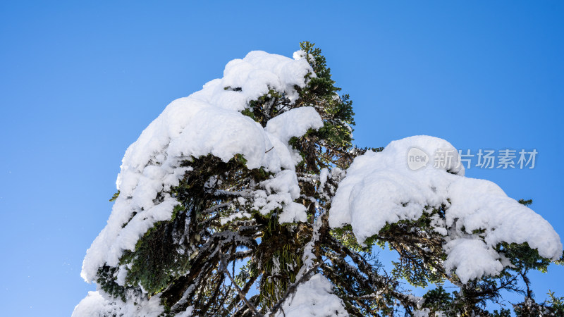 四川甘孜海螺沟冬季森林植被的雪景