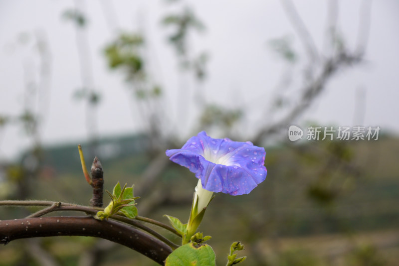 牵牛花特写