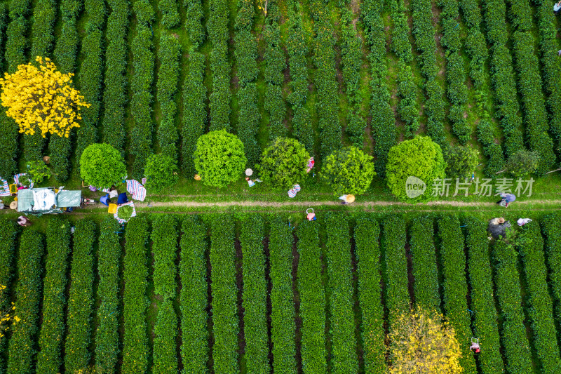 广东清远英德茶园茶场春天采茶风光航拍