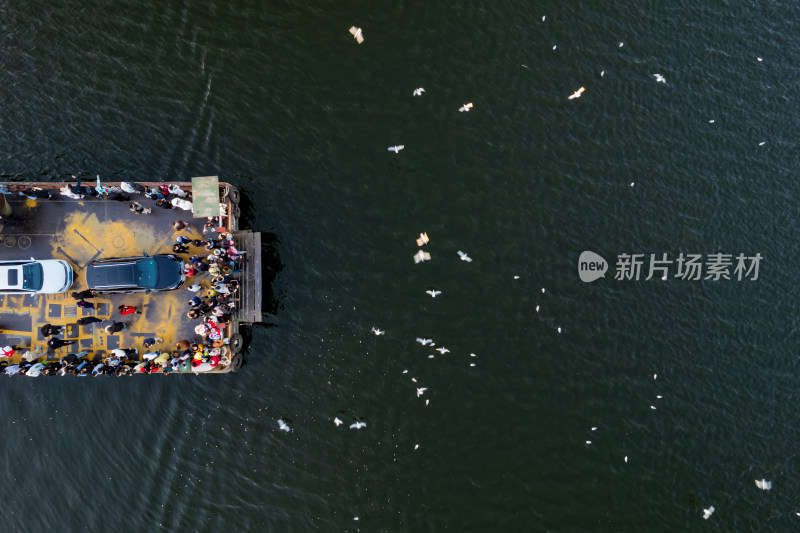 天津滨海海河大梁子渡口西伯利亚海鸥风光