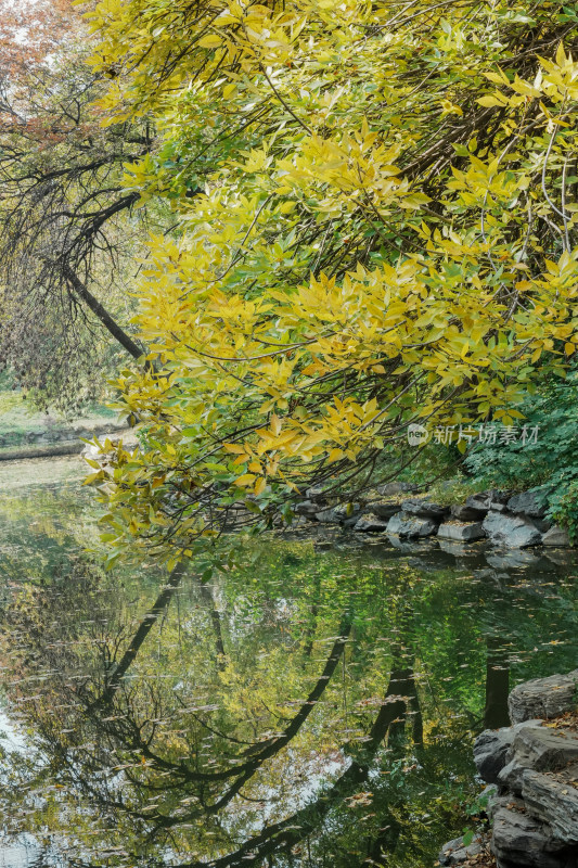 北京圆明园秋天树林风景