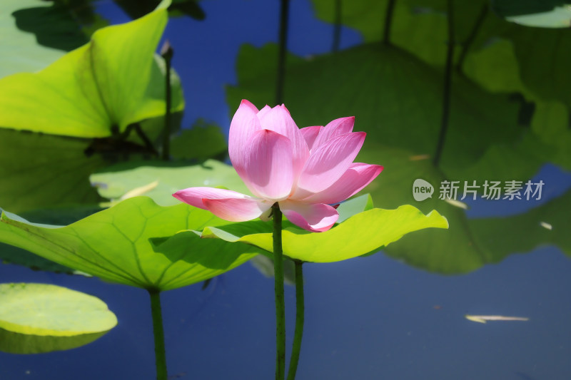 盛开的粉色荷花与荷叶