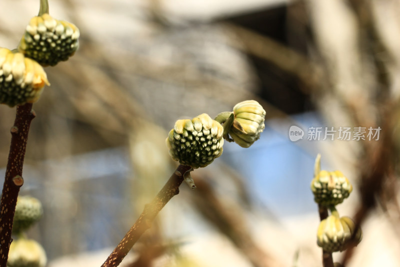 结香花花朵实拍素材