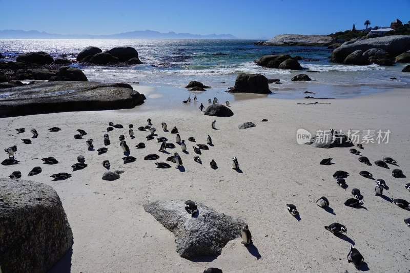 南非博尔德斯海滩Boulders Beach，非洲企鹅