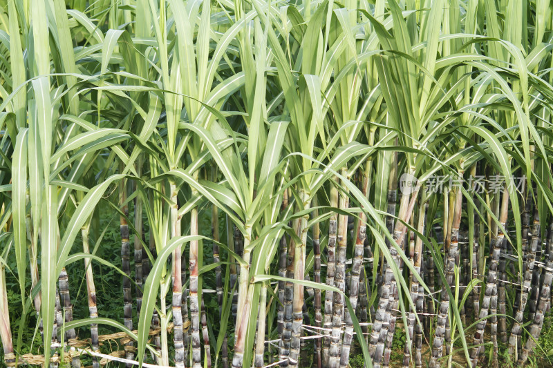 甘蔗地中的甘蔗植株特写