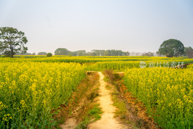 武汉东湖油菜花花海