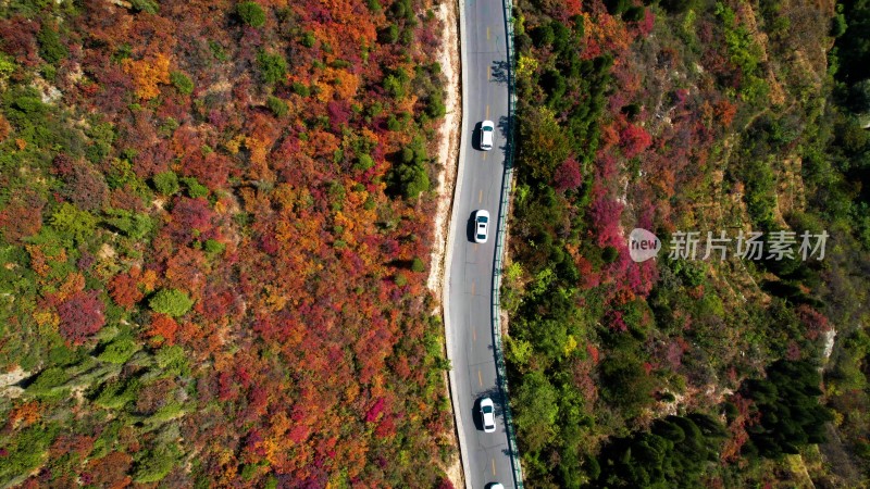 汽车在秋季美丽的山林中穿行