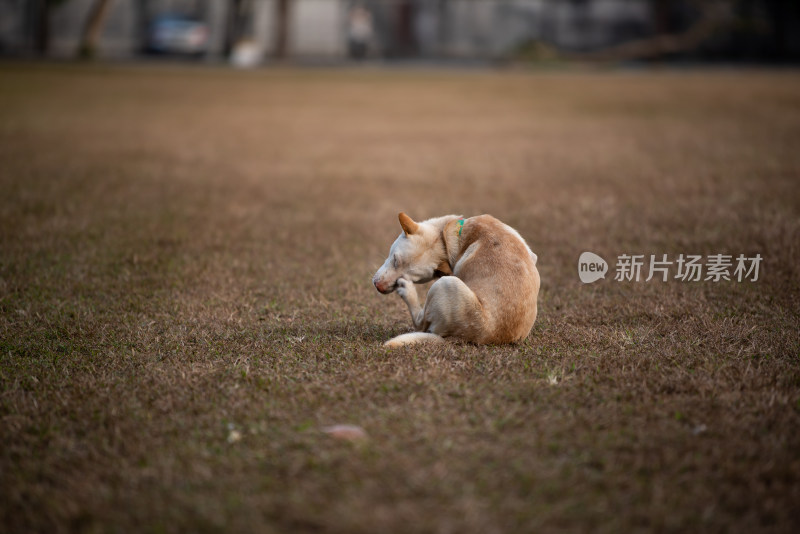 泰国清迈在草坪上玩耍的小狗们