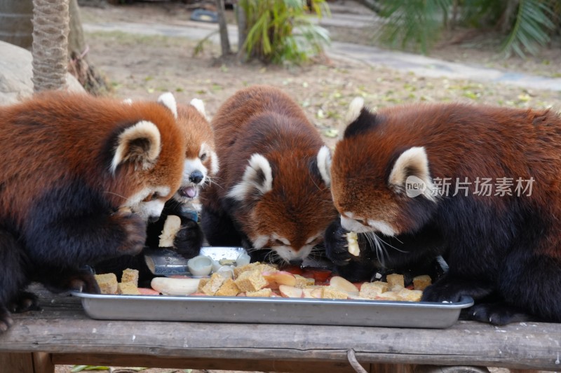 小熊猫进食场景