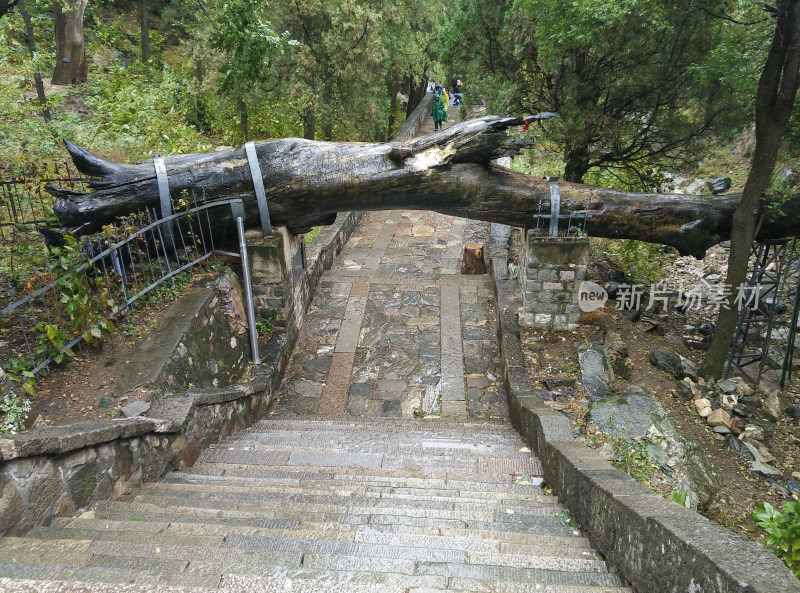 躺平的古树 树干 树枝 山路 泰山