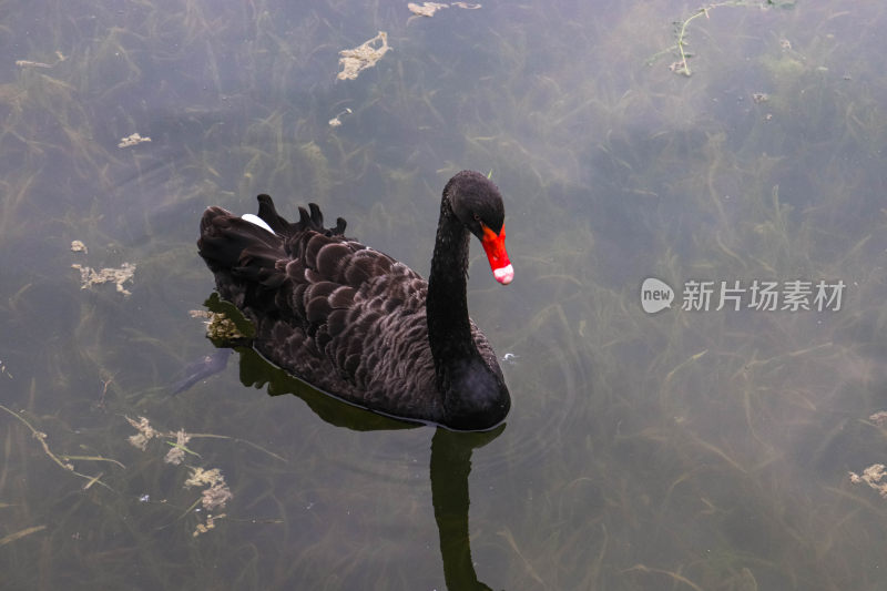 水中黑天鹅特写