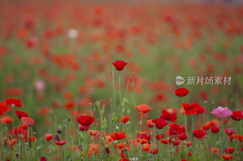 虞美人秋英花 花海 蜜蜂