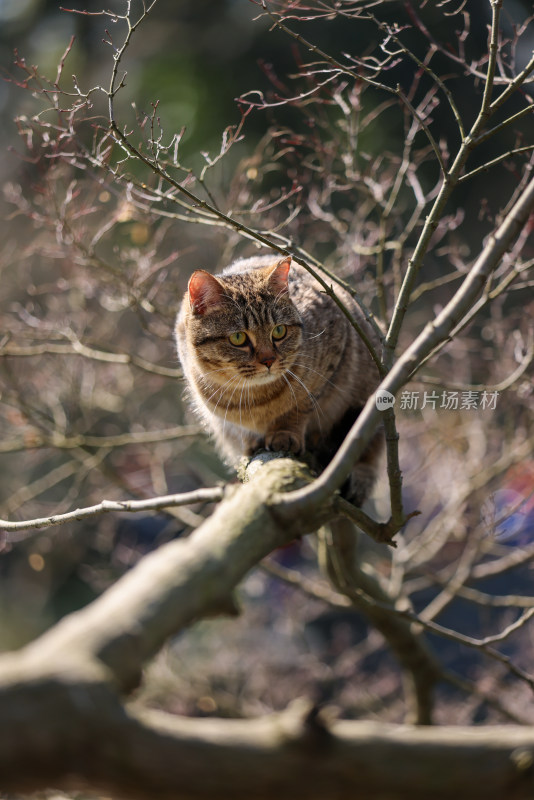 杭州西湖花港观鱼的流浪猫狸花猫