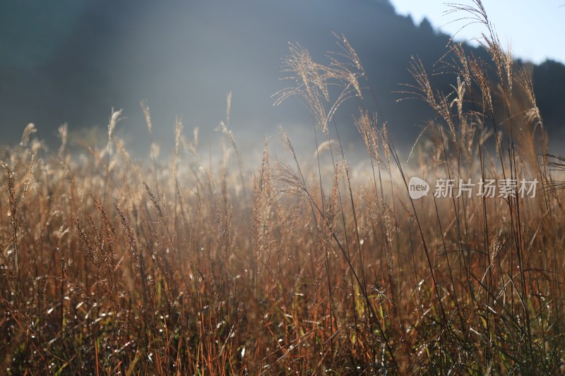 晨曦中的金色草地