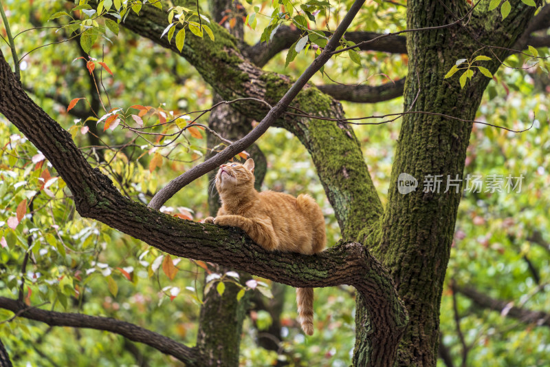 春天苏州古刹西园寺一只在树枝上抬头的橘猫