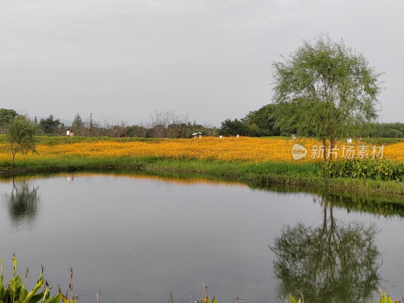 水边大片黄色花海的自然风景