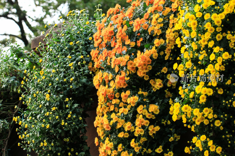 菊花花墙背景