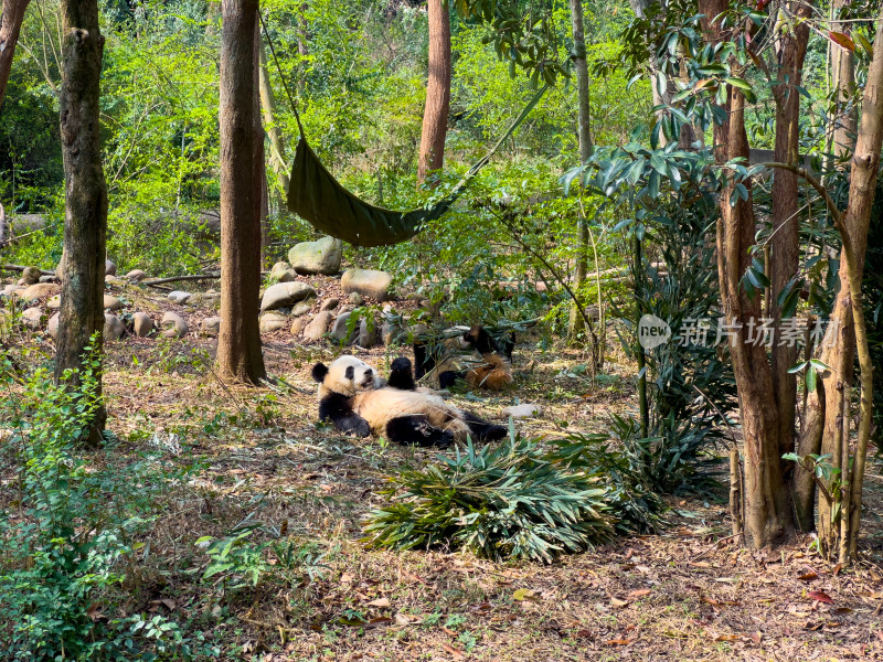 熊猫在竹林里悠闲地享受着阳光