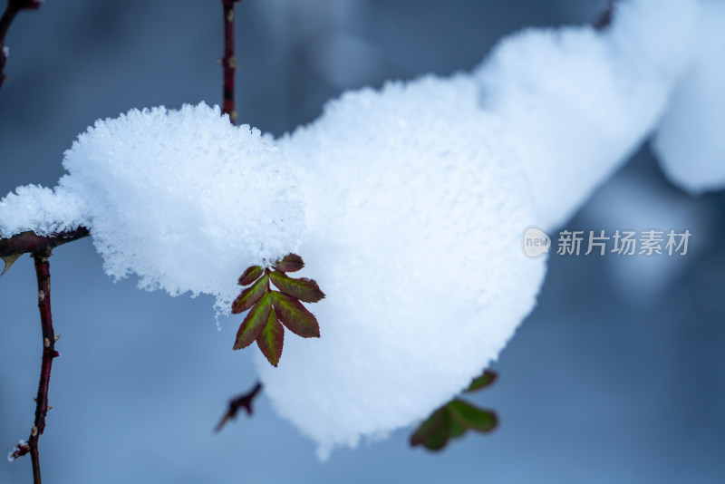 冬天冰雪中的植物