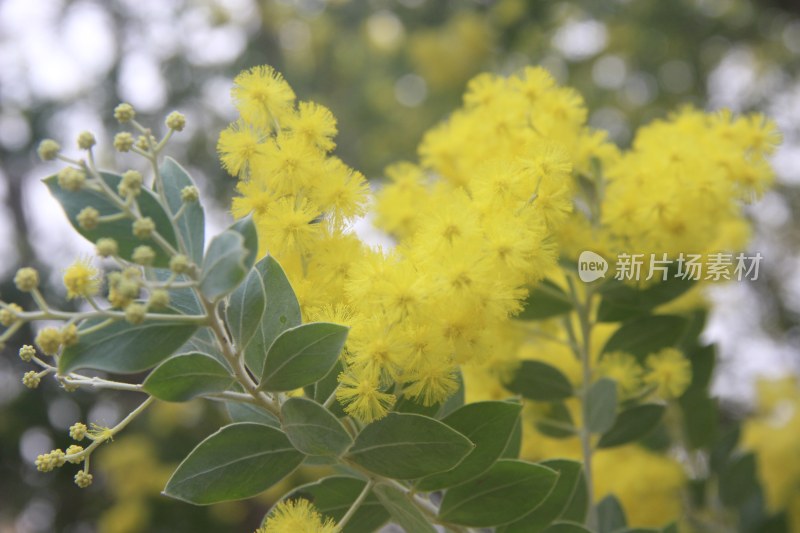 广东东莞：银叶金合欢花开正盛
